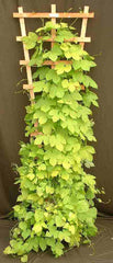 Dwarf Hops - Golden Tassels